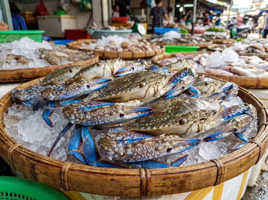 Ghẹ xanh sống