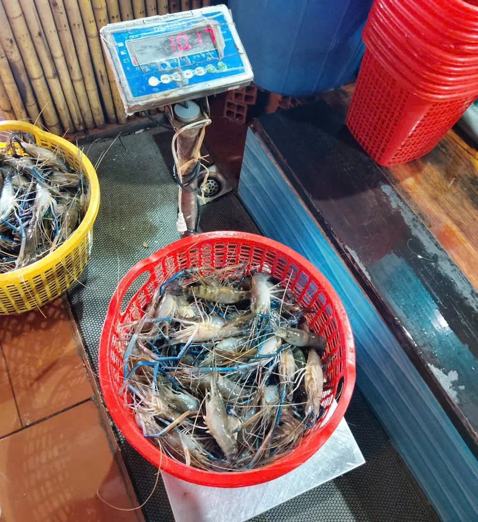 Rổ tôm càng xanh còn sống, râu xanh, mới về quán Lẩu Cua Trứng Cá