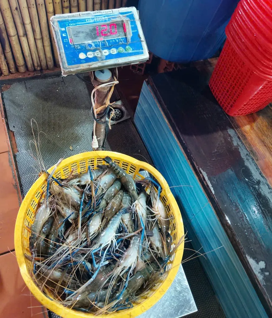 Tôm càng xanh tươi sống chọn lọc trong rổ vàng tại Lẩu Cua Trứng Cá